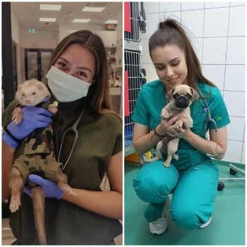 Priče iz prve šape: od studentskih klupa do veterinarske ambulante